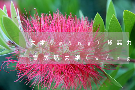欠網(wǎng)貸無力償還會(huì)賣房嗎(欠網(wǎng)貸無力償還會(huì)怎么樣)