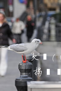 欠網(wǎng)貸無力償還會影響房子按揭嗎(網(wǎng)貸還欠著影響買房貸款)
