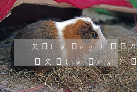 欠網(wǎng)貸無力償還會被拍賣房子嗎(欠網(wǎng)貸會被強制執(zhí)行拍賣房屋)