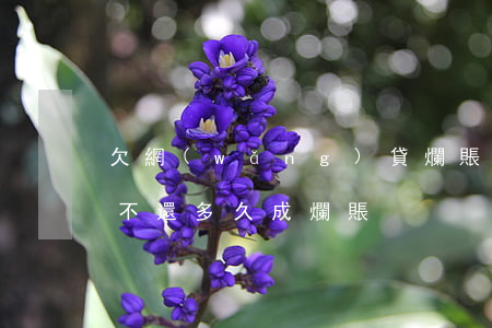 欠網(wǎng)貸爛賬(網(wǎng)貸不還多久成爛賬)