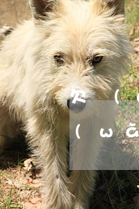 欠網(wǎng)貸父母可以還嗎(兒子欠網(wǎng)貸父母要還嗎)