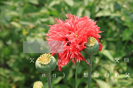 欠網(wǎng)貸父母怎么坦白(欠網(wǎng)貸想坦白怕父母承受不住)