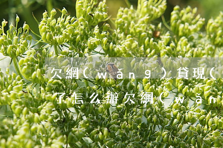 欠網(wǎng)貸現(xiàn)在還不了怎么辦(欠網(wǎng)貸實在還不起怎么辦)