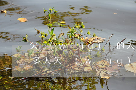 欠網(wǎng)貸的人多著呢(為什么這么多人欠網(wǎng)貸)