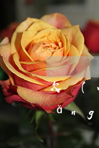 欠網(wǎng)貸的人群怎么進群(網(wǎng)貸微信群)