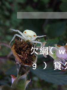 欠網(wǎng)貸的圖片大全(網(wǎng)貸欠款的圖片)