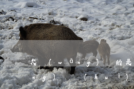欠網(wǎng)貸的是老賴嗎(欠網(wǎng)貸會(huì)不會(huì)變老賴)