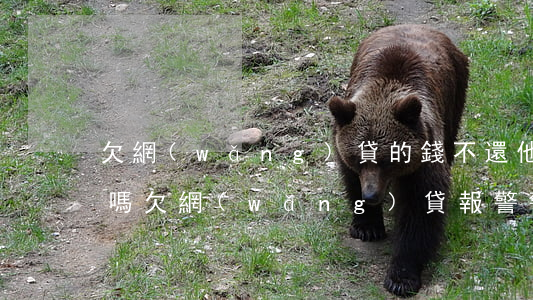 欠網(wǎng)貸的錢不還他們可以報警嗎(欠網(wǎng)貸報警警察會怎么處理)