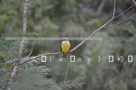 欠網(wǎng)貸的錢能進樸樸嗎