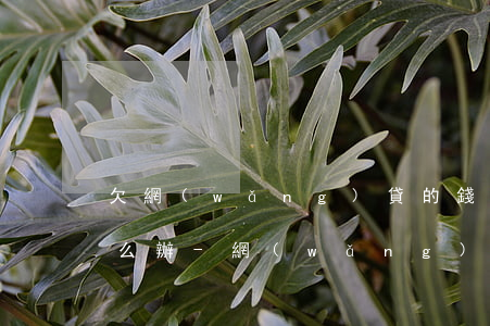 欠網(wǎng)貸的錢逾期被惡意p圖怎么辦-網(wǎng)貸被p圖威脅怎么辦