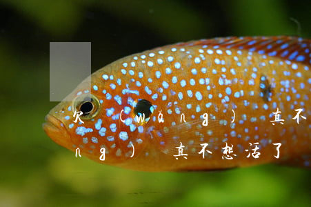 欠網(wǎng)貸真不想活了(欠網(wǎng)貸真不想活了)