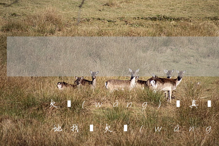 欠網(wǎng)貸真會(huì)去戶籍地找嗎(欠網(wǎng)貸戶口遷走還會(huì)追查到嗎)