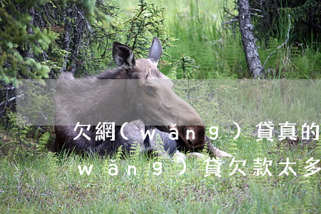 欠網(wǎng)貸真的可以請律師嗎(網(wǎng)貸欠款太多請律師)
