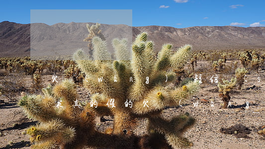 欠網(wǎng)貸短信說(shuō)立案真的假的(欠網(wǎng)貸立案是真是假)