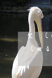 欠網(wǎng)貸立案通知是什么樣的(網(wǎng)貸欠款短信通知立案)