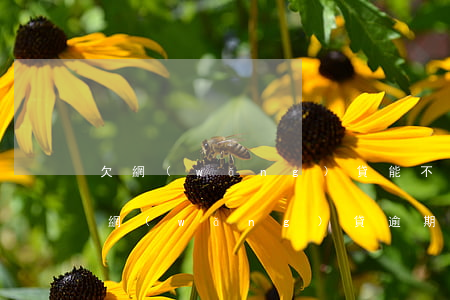 欠網(wǎng)貸能不能出國(guó)(網(wǎng)貸逾期了可以出國(guó)不)