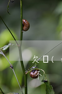 欠網(wǎng)貸能登記結(jié)婚不