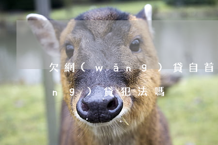 欠網(wǎng)貸自首有用嗎(欠網(wǎng)貸犯法嗎)