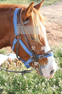 欠網(wǎng)貸蘋果id鎖了怎么辦(蘋果id被貸款鎖了解決辦法)