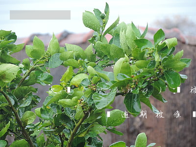 欠網(wǎng)貸被催債怎么辦(網(wǎng)貸逾期被催債了怎么辦)