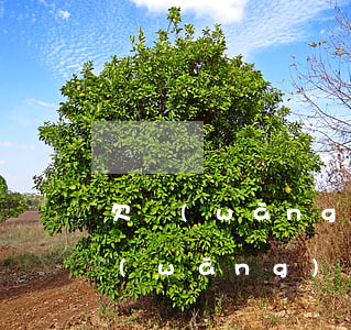 欠網(wǎng)貸被判刑還用還錢嗎(欠網(wǎng)貸多少可以被判刑)