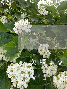 欠網(wǎng)貸被爆通訊錄多久(欠網(wǎng)貸會被爆通訊錄嗎)