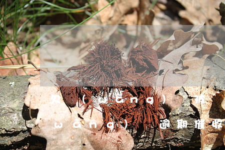 欠網(wǎng)貸被發(fā)抖音(網(wǎng)貸逾期催收還在抖音曝光)