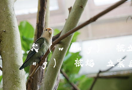 欠網(wǎng)貸被立案起訴(欠網(wǎng)貸被起訴立案后會(huì)怎樣)