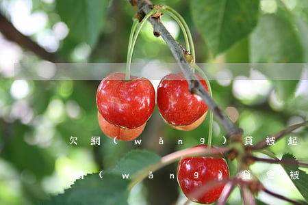 欠網(wǎng)貸被起訴后還能貸款嗎(欠網(wǎng)貸會被法院起訴嗎)