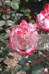 欠網(wǎng)貸被起訴如何應(yīng)訴？全面解析及應(yīng)對策略