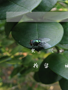 欠網(wǎng)貸被起訴會(huì)被拘留嗎(被網(wǎng)貸起訴會(huì)被拘留或坐牢嗎)