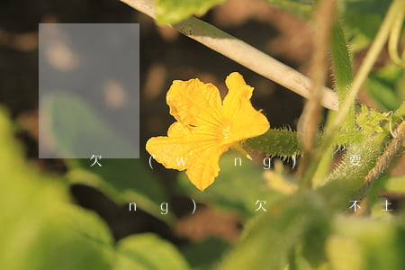 欠網(wǎng)貸要還不上怎么辦(網(wǎng)貸欠債還不上怎么辦)