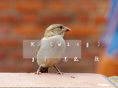 欠網(wǎng)貸該怎么還(欠網(wǎng)貸怎么還款)
