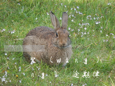 欠網(wǎng)貸請律師多少錢(網(wǎng)貸逾期律師費(fèi)多少)