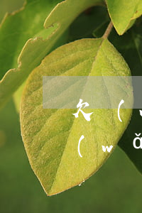 欠網(wǎng)貸請律師有用嗎(律師借網(wǎng)貸會怎么樣)