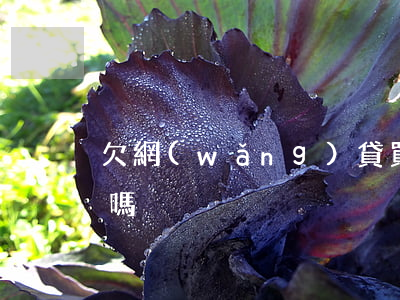 欠網(wǎng)貸買機票(有欠款能買機票嗎)