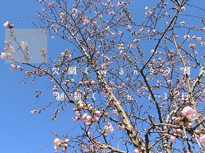 欠網(wǎng)貸起訴強(qiáng)制執(zhí)行-欠網(wǎng)貸起訴強(qiáng)制執(zhí)行有用嗎