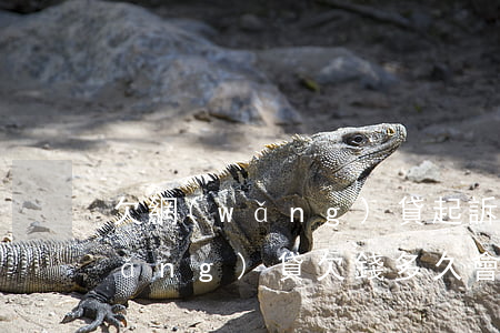 欠網(wǎng)貸起訴我了要多久(網(wǎng)貸欠錢多久會被起訴)
