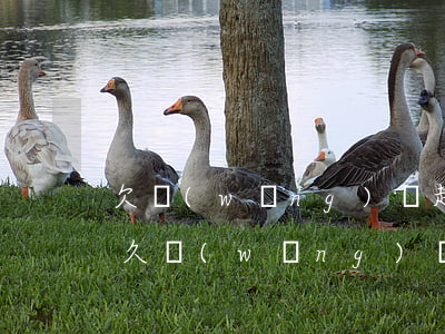 欠網(wǎng)貸起訴時(shí)效多久(網(wǎng)貸欠款的訴訟時(shí)效是幾年)