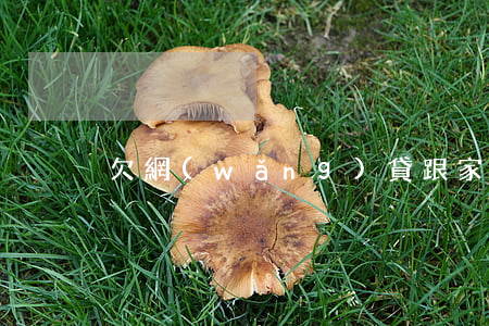 欠網(wǎng)貸跟家人坦白了但沒錢還