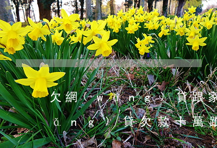 欠網(wǎng)貸跟家里坦白挨罵(網(wǎng)貸欠款十萬跟家里坦白)