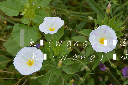 欠網(wǎng)貸辭退有補(bǔ)助嗎(欠網(wǎng)貸公司會(huì)不會(huì)以此為由開除員工)