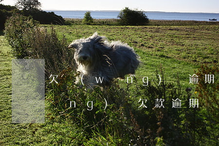 欠網(wǎng)貸逾期了會上門嗎(網(wǎng)貸欠款逾期會上門嗎)