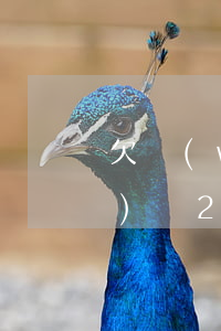 欠網(wǎng)貸逾期可以出國(guó)嗎2019(欠網(wǎng)貸逾期可以出國(guó)嗎2019)
