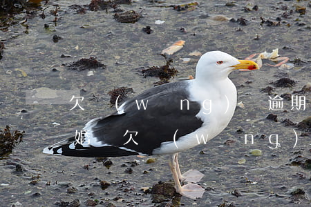 欠網(wǎng)貸逾期可以結(jié)婚嗎(欠網(wǎng)貸逾期可以結(jié)婚嗎)