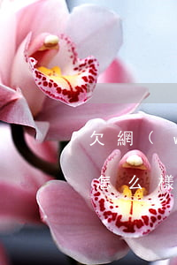 欠網(wǎng)貸逾期后果會(huì)怎么樣(網(wǎng)貸逾期的后果到底有多嚴(yán)重)