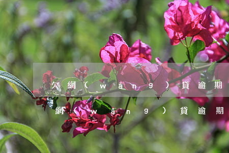 欠網(wǎng)貸逾期幾天可以消除嗎(欠網(wǎng)貸逾期了怎么辦)