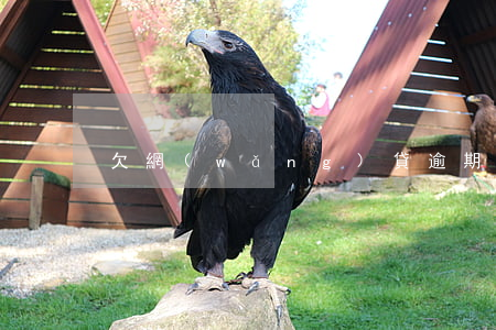欠網(wǎng)貸逾期會拘留嗎