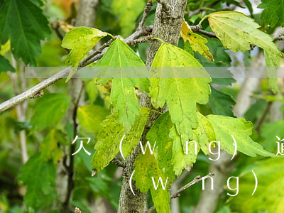 欠網(wǎng)貸逾期無(wú)能力償還(網(wǎng)貸逾期沒(méi)有償還能力會(huì)怎么樣)