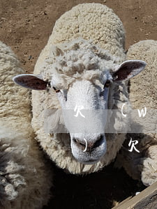 欠網(wǎng)貸逾期跑路經(jīng)驗(欠網(wǎng)貸會被網(wǎng)上追逃嗎)